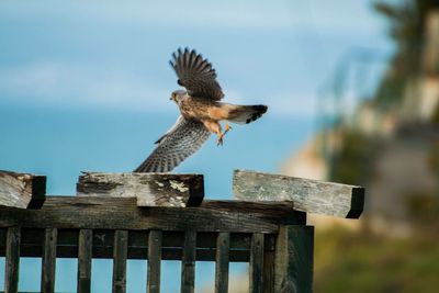 Close-up of eagle perching on wooden post