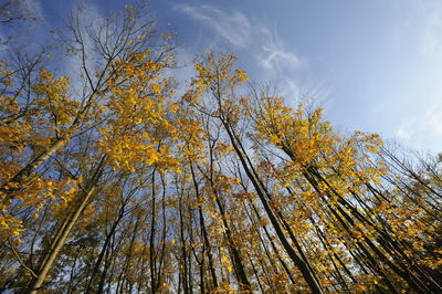 Low angle view of trees against sky during autumn