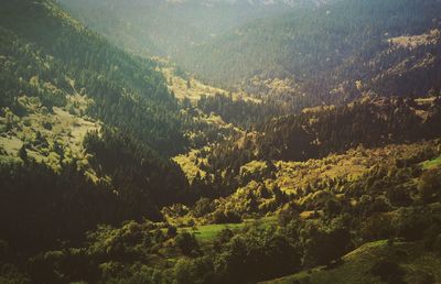 High angle view of trees in forest