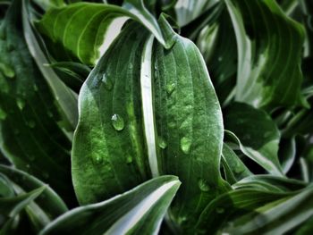 Close-up of wet plant