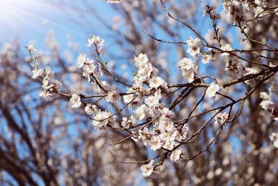 Low angle view of almomds blossom tree