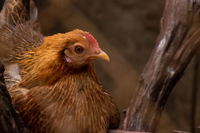 Close-up of a bird