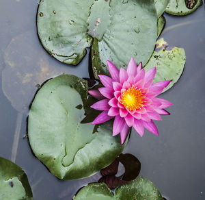 High angle view of lotus water lily in pond