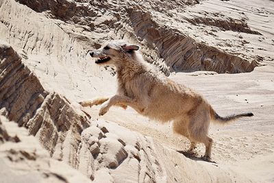 Side view of a dog on rock