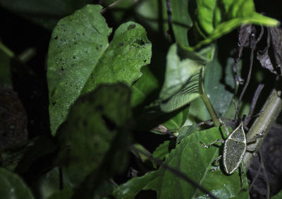 Close-up of raindrops on leaves
