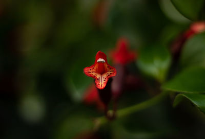 Close-up of red flower