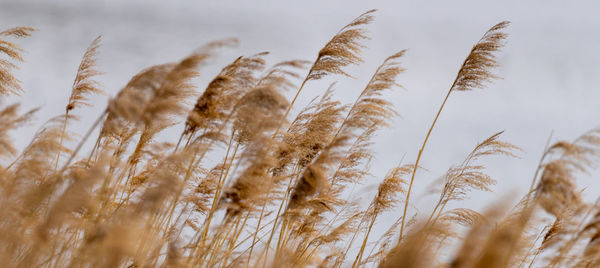Reed grass in bloom, scientific name phragmites australis, deliberately blurred, gently swaying 