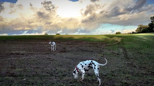 Dalmatians standing on field at farm against cloudy sky