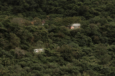 High angle view of trees and plants in forest