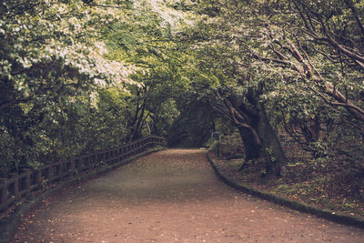 Trees in forest