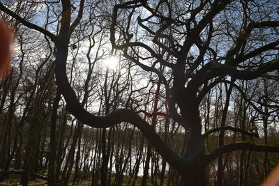 Low angle view of bare trees in forest