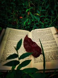 Close-up of book and leaves on plant