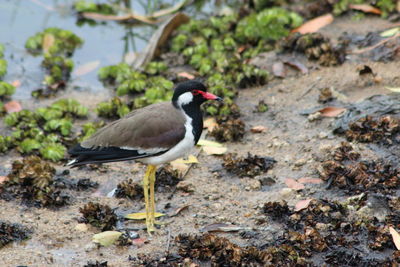 Close-up of bird perching on rock