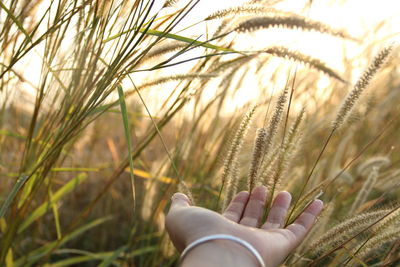 Close-up of hand on grass