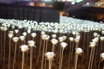 Close-up of white flowering plants on field