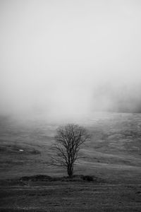 Bare trees on field against sky