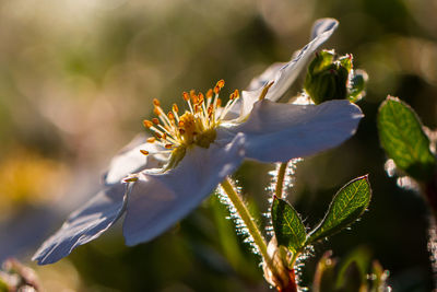 Close-up of flowering plant