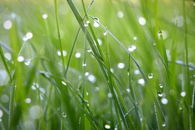 Close-up of wet grass