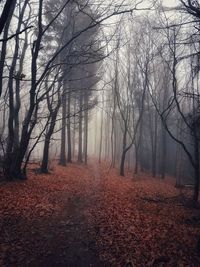 Trees in forest during autumn