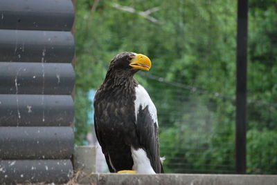 Close-up of a bird