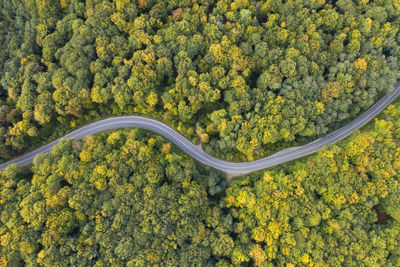 High angle view of yellow flowering trees in forest