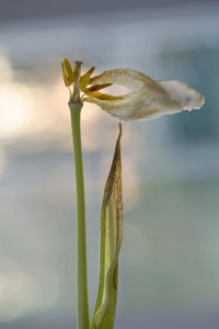 Close-up of flower against blurred background