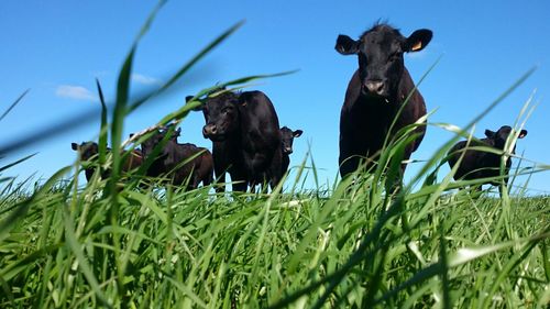 Low angle view of an animal on landscape