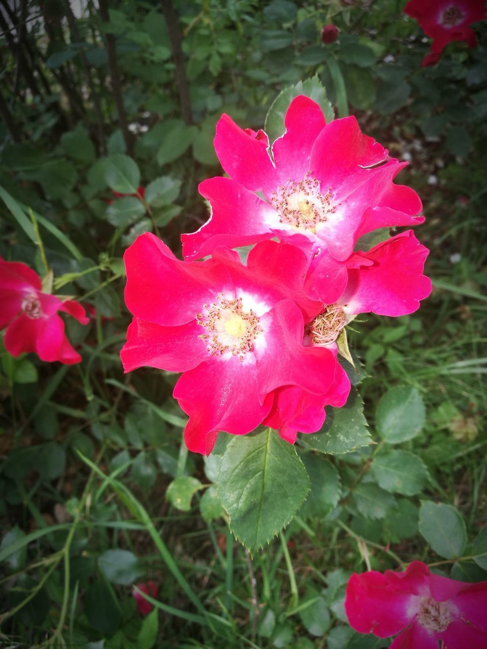 CLOSE-UP OF PINK ROSE AND PLANTS