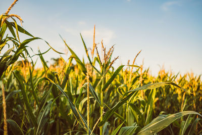 Close-up of crops growing on field against sky