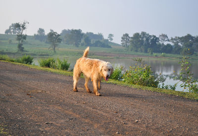 View of a dog walking on road