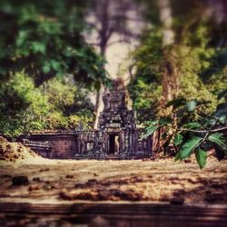 Plant growing on tree trunk