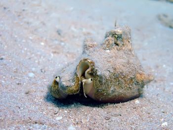 Close-up of crab on sand