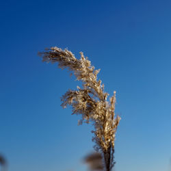 Close-up of plant against clear blue sky