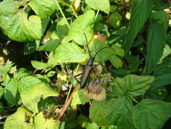 Close-up of green leaves