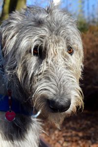 Close-up portrait of dog