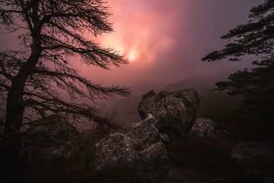 Low angle view of trees against sky during sunset