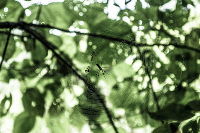 Close-up of spider on web