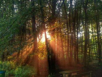 Sun shining through trees in forest