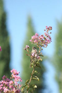 Close-up of pink flowers blooming on tree