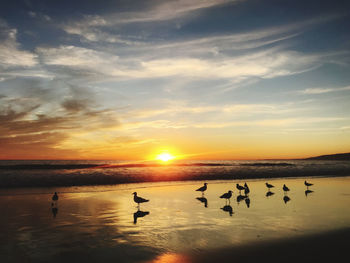 Scenic view of seagulls perching at beach during sunset over sea