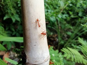 Close-up of ant on leaf