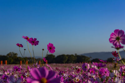 Kashihara city, nara prefecture cosmos field of fujiwara palace