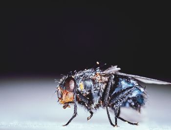 Close-up of insect against black background