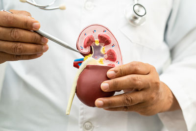 Midsection of doctor holding dentures
