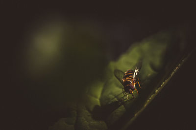 Close-up of insect on plant