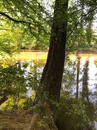 Scenic view of lake in forest