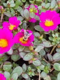 High angle view of bee on flowers