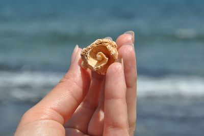 Close-up of hand holding animal shell