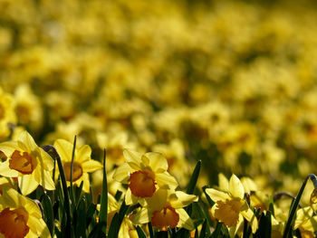 Close-up of yellow flowering plants on field