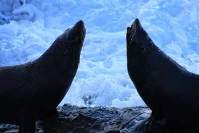 Close-up of sea lions in snow